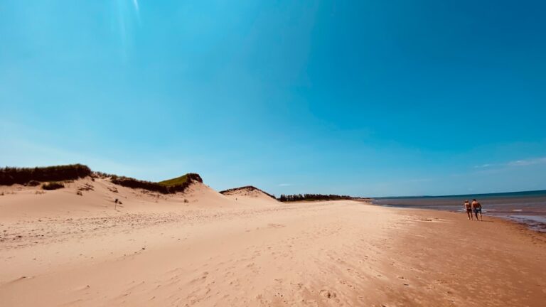 Urlop z psem nad morzem? Co musisz wiedzieć planując wakacje z pupilem
